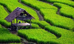 Dari Lahan ke Langganan: Model ‘CSA 2.0’ 2025 yang Konekin Petani ke 1000 Konsumen Setia