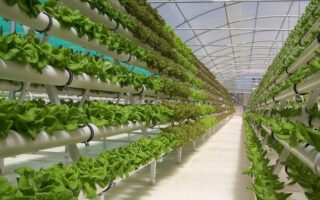 Hidroponik Skala Industri: Bisnis Sayur Tanpa Tanah yang Panen Setiap Hari