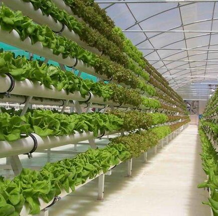Hidroponik Skala Industri: Bisnis Sayur Tanpa Tanah yang Panen Setiap Hari
