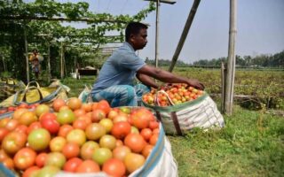 Berani Challenge 'Tomahyang'? Dari Tomat Mungil yang Viral sampai Tembak Jutaan Views! Ini Rahasia Sukses Urban Farming 2026