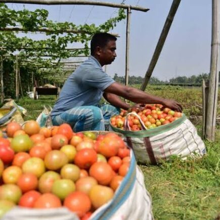 Berani Challenge 'Tomahyang'? Dari Tomat Mungil yang Viral sampai Tembak Jutaan Views! Ini Rahasia Sukses Urban Farming 2026