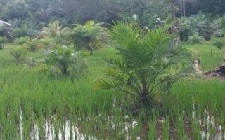 Bukan Sekadar Sawah: Dari Urban Farming di Koja sampai B50 Sawit—7 Fakta Pertanian Juli 2026 yang Bikin Kota dan Desa Sama-sama Bertahan