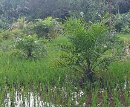 Bukan Sekadar Sawah: Dari Urban Farming di Koja sampai B50 Sawit—7 Fakta Pertanian Juli 2026 yang Bikin Kota dan Desa Sama-sama Bertahan