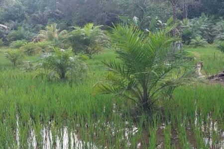 Bukan Sekadar Sawah: Dari Urban Farming di Koja sampai B50 Sawit—7 Fakta Pertanian Juli 2026 yang Bikin Kota dan Desa Sama-sama Bertahan