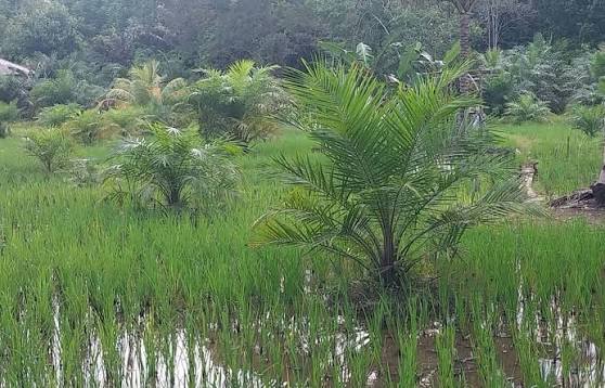 Bukan Sekadar Sawah: Dari Urban Farming di Koja sampai B50 Sawit—7 Fakta Pertanian Juli 2026 yang Bikin Kota dan Desa Sama-sama Bertahan