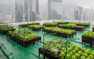 Urban Farming Vertikal 2026: Cara Unik Warga Perkotaan Panen Sayur Organik Segar di Lahan Sempit Memanfaatkan Teknologi 'Smart Hydroponic' Berbasis Tenaga Surya