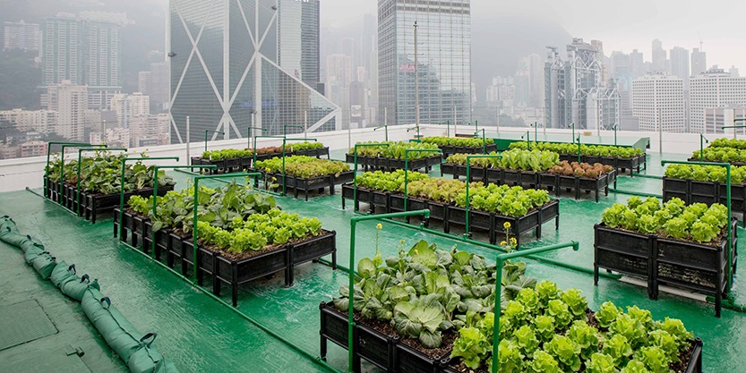 Urban Farming Vertikal 2026: Cara Unik Warga Perkotaan Panen Sayur Organik Segar di Lahan Sempit Memanfaatkan Teknologi 'Smart Hydroponic' Berbasis Tenaga Surya